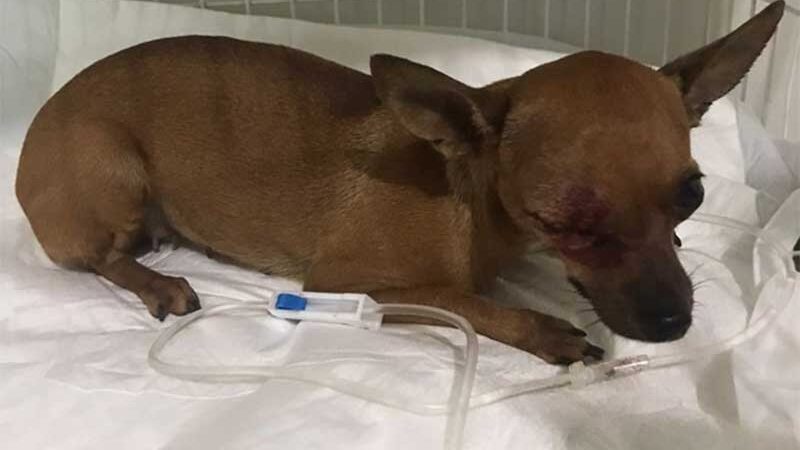Suspeito de agredir cadela com taco de beisebol em Rio Verde (GO) é preso