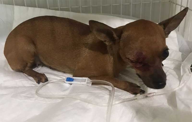 Suspeito de agredir cadela com taco de beisebol em Rio Verde (GO) é preso
