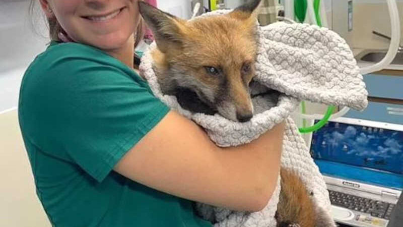 Filhote de raposa cego por catarata em ambos os olhos é resgatado e operado em Londres