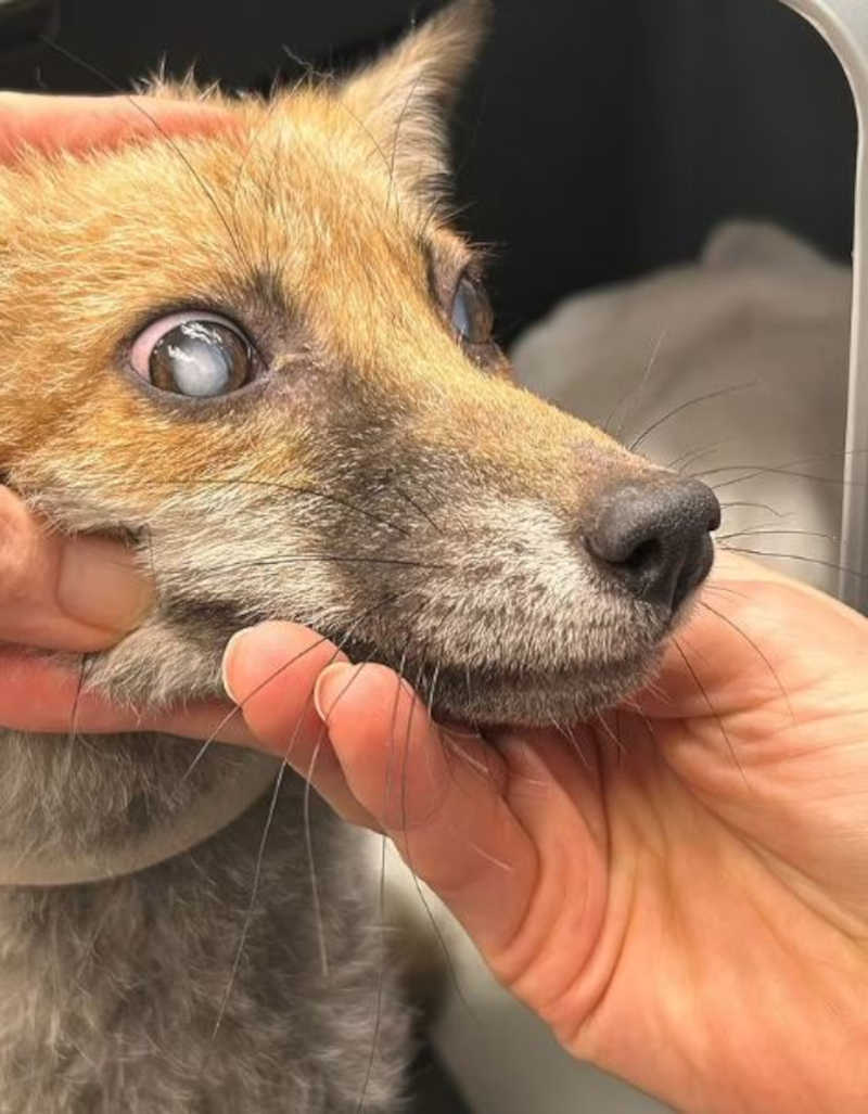 Uma operação que salva vidas restaurou a visão da raposa