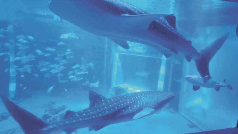 Terremoto mata dois tubarões-baleia que viviam em aquário no Japão
