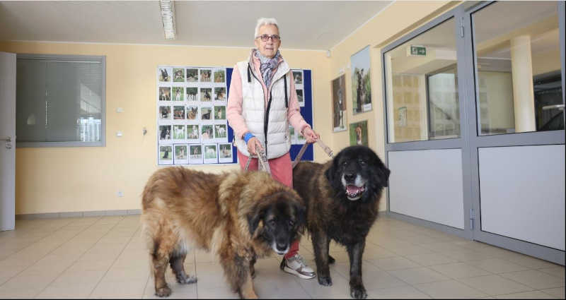 Luxemburgo: abrigo de animais de Gasperich está a abarrotar, 86 cães à espera de uma casa