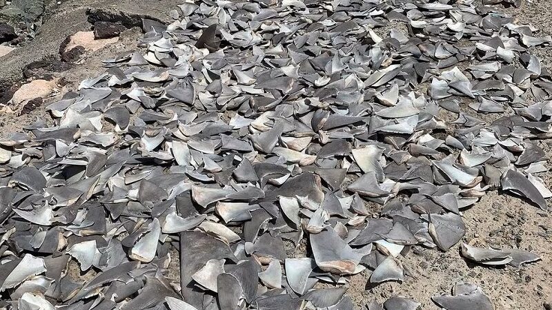 VÍDEO: centenas de barbatanas são retiradas de tubarões e flagradas em porto no Maranhão