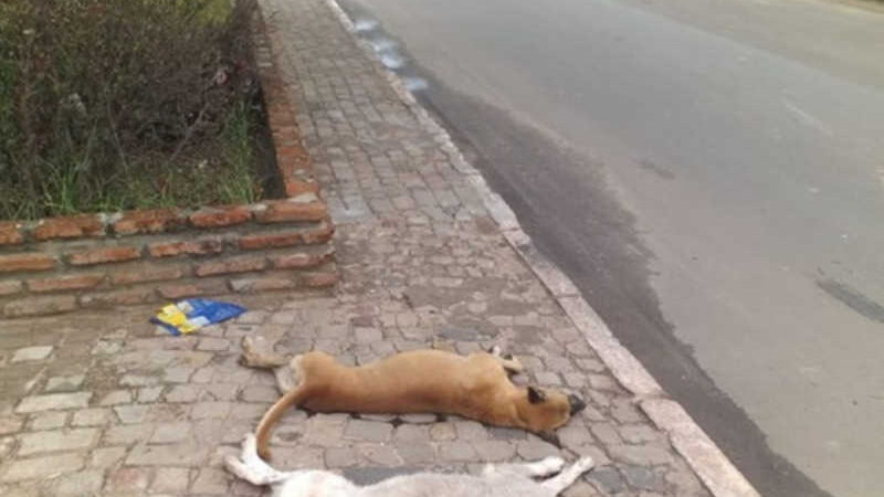 Cachorros são mortos em Timon (MA) após ingerir lixo com veneno no Parque Alvorada; polícia deve investigar