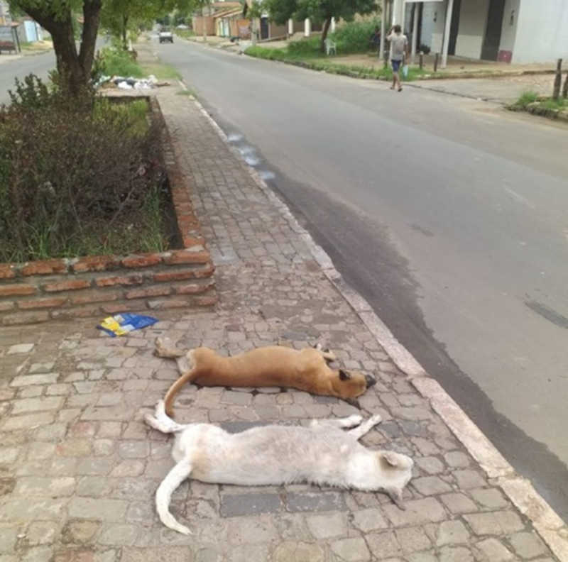 Cachorros são mortos em Timon (MA) após ingerir lixo com veneno no Parque Alvorada; polícia deve investigar