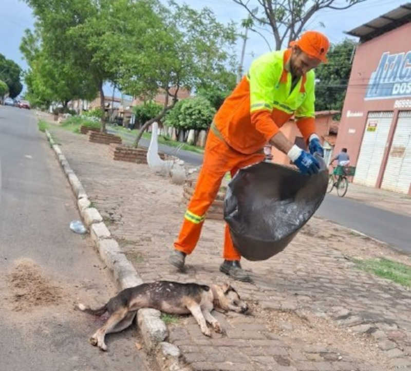Cachorros são mortos em Timon após ingerir lixo com veneno no Parque Alvorada; Polícia deve investigar