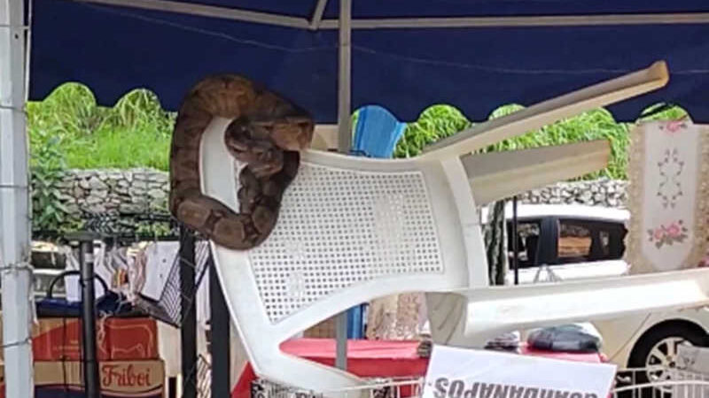 Cobra é capturada em barraca de feira de artesanato; vídeo