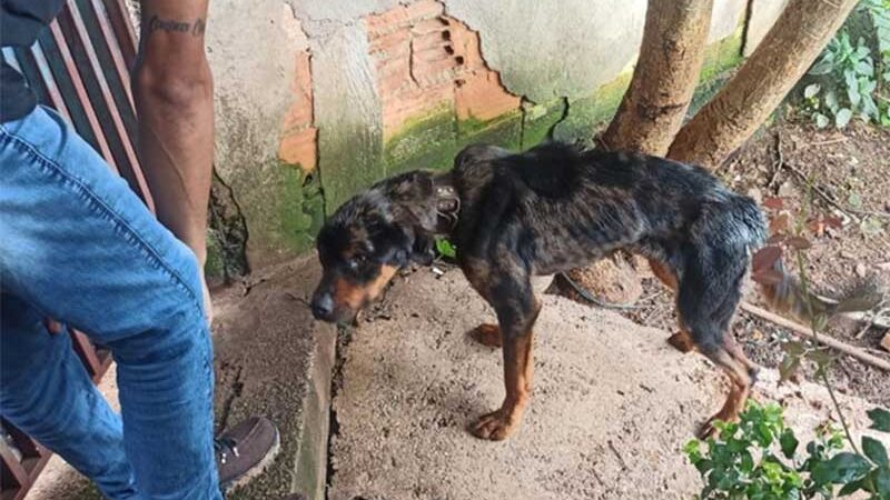 Homem é preso pela Polícia Militar por maus-tratos a animais em Brumadinho, MG
