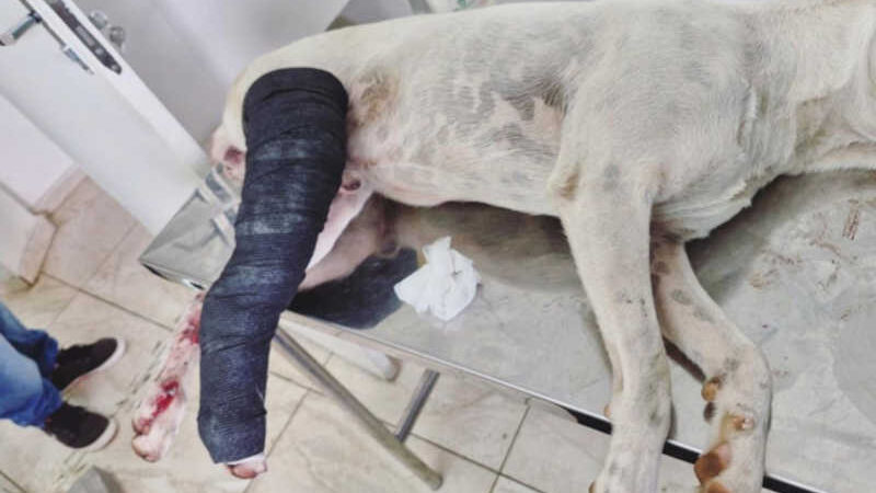 Cachorro é atropelado e motorista foge do local em Brumadinho, MG