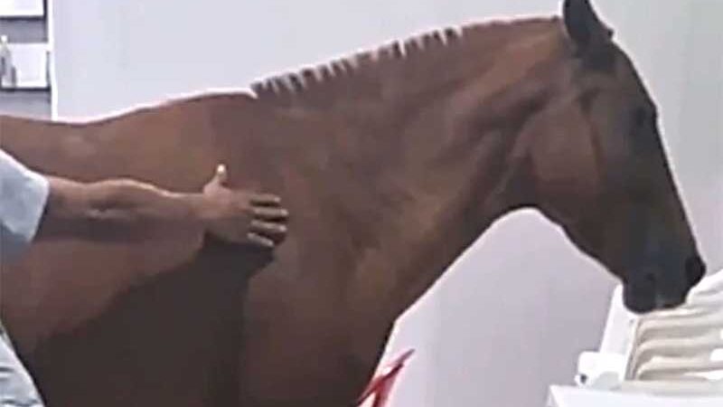 Cavalo fica ferido após ter lata de tinta amarrada ao rabo em MG