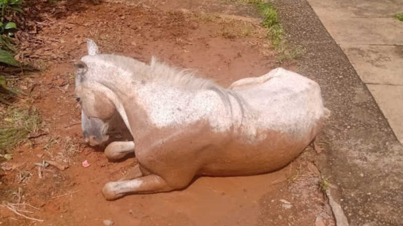 Cavalo morre após possíveis maus-tratos em Cordisburgo, MG