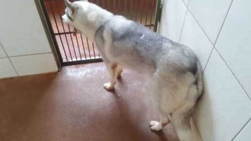 Após denúncias, rapaz é detido por maus-tratos contra dois cães em Formiga, MG