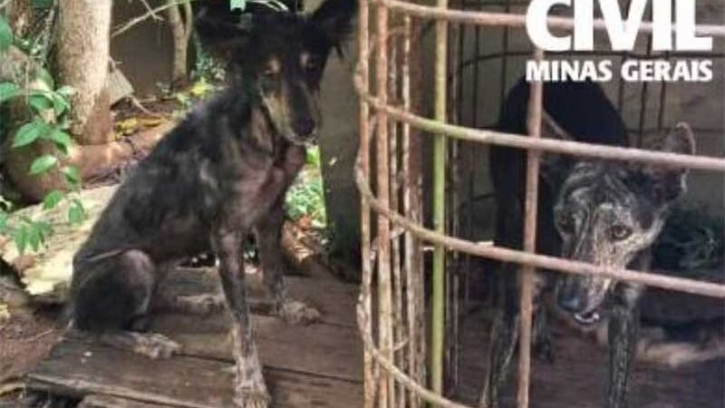 Morador de 56 anos é preso por maus-tratos a oito cães e maritaca em Itajubá, MG