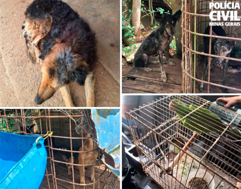 Polícia Civil prende homem por maus-tratos contra vários cães em Itajubá, MG