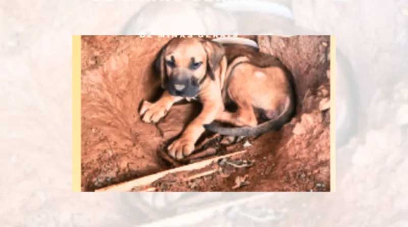 Polícia Militar resgata filhote de cachorro vítima de maus-tratos em Paracatu, MG