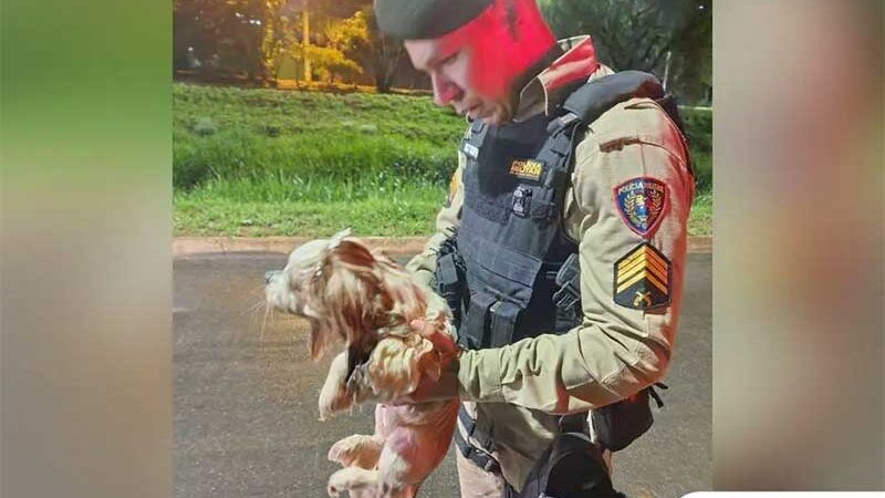 Fogos: policiais resgatam cadela que se afogava no Córrego do Monjolo, em Patos de Minas, MG