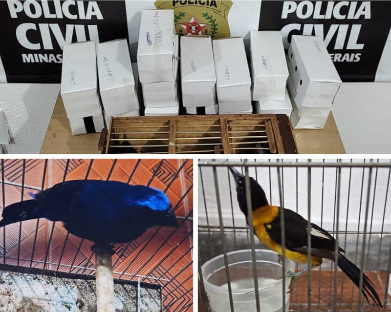 Polícia Civil prende suspeito de tráfico de animais em Rio Pomba (MG) após denúncia