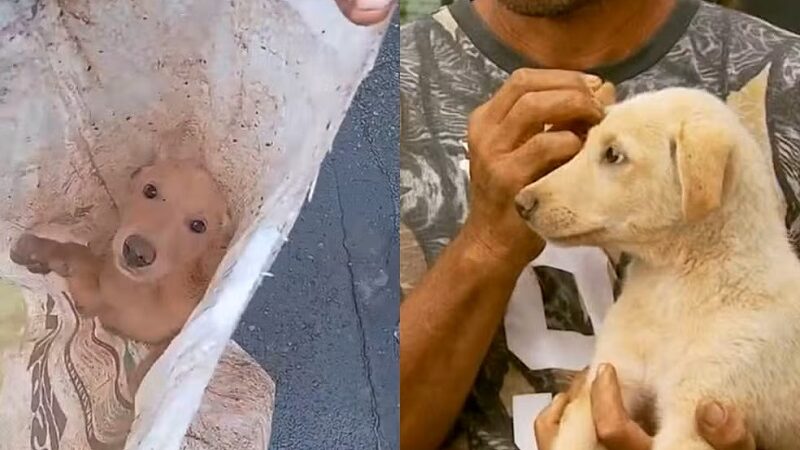 Cachorro é adotado após ser encontrado abandonado dentro de saco amarrado em MG