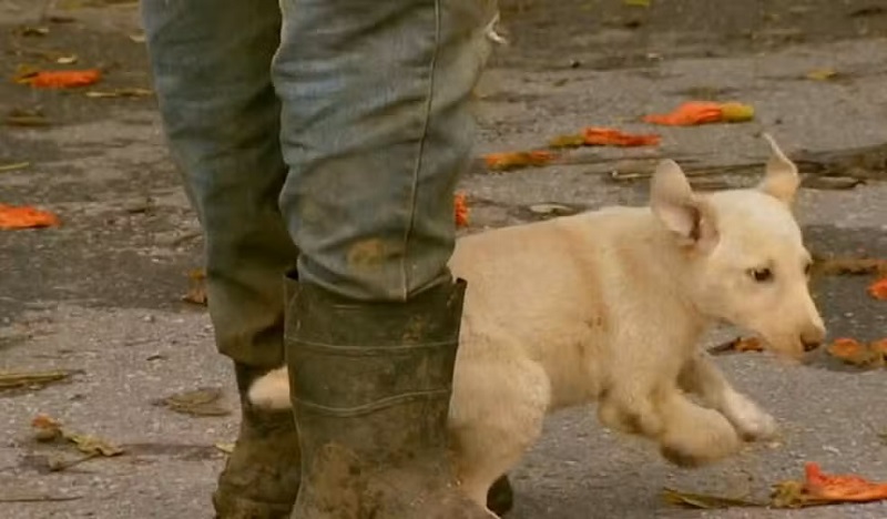 Cachorro é adotado após ser encontrado amarrado e abandonado dentro de saco em Varginha, MG — Foto: Reprodução / EPTV