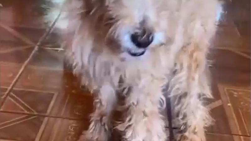 Homem é denunciado por quebrar pata de poodle após dar vassourada em cão em Campo Grande, MS