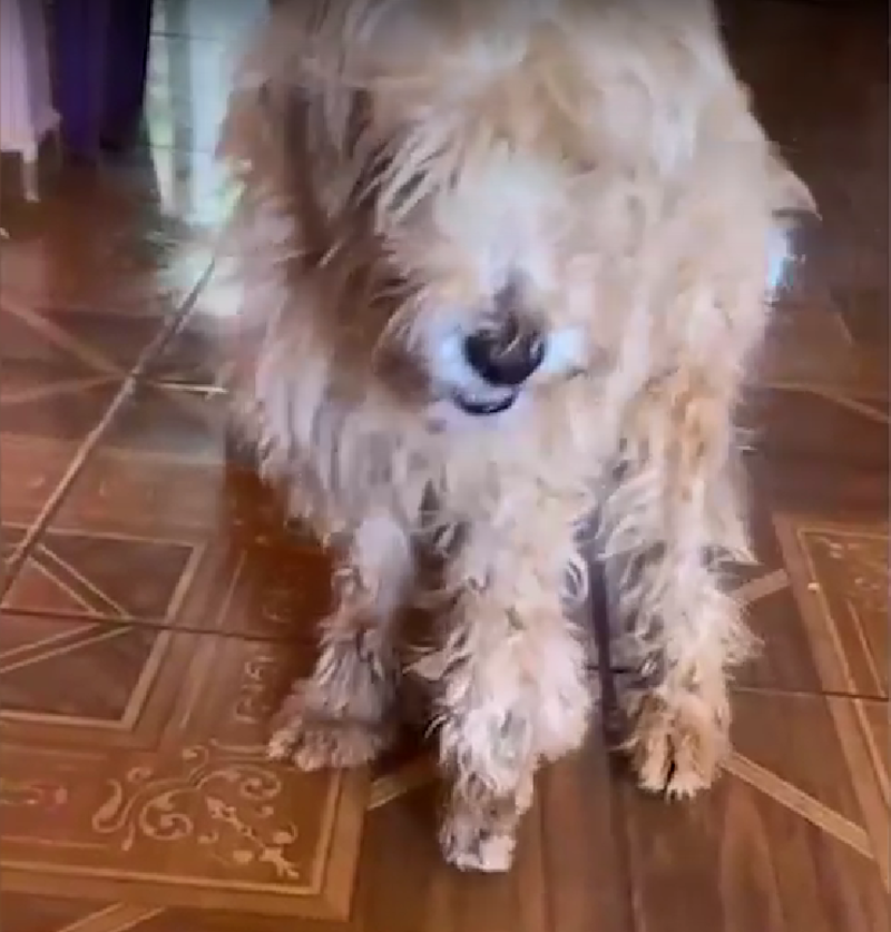 Homem é denunciado por quebrar pata de poodle após dar vassourada em cão em Campo Grande, MS