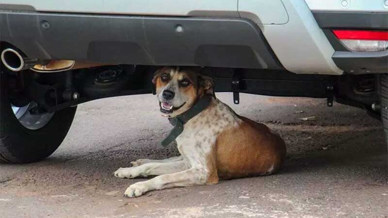 Famoso por invadir carros, cachorro reencontra tutora e volta para casa, em Campo Grande, MS