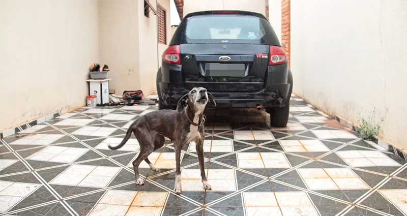 Homem fica viúvo e abandona cachorros em residência em Campo Grande, MS; VÍDEO