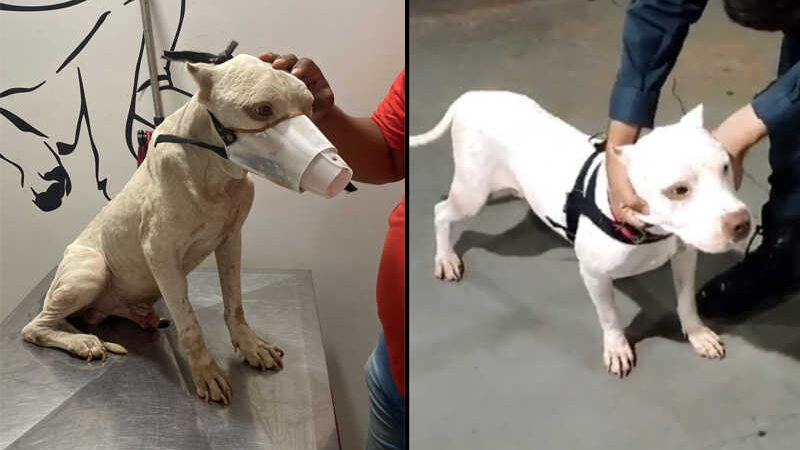 Cão vítima de maus-tratos é salvo pela PM de Costa Rica (MS) e tratado em clínica de Chapadão do Sul