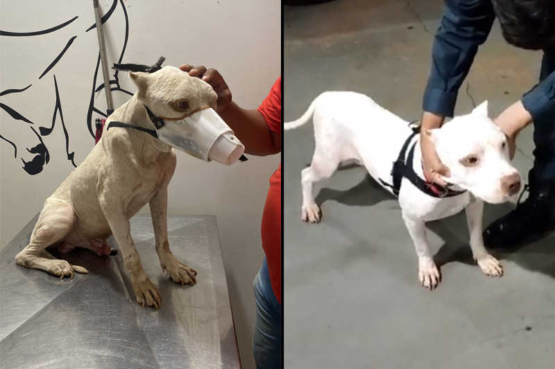 Cão vítima de maus-tratos é salvo pela PM de Costa Rica (MS) e tratado em clínica de Chapadão do Sul