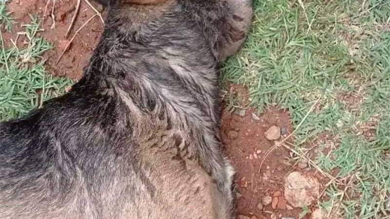 Irmãos são presos em flagrante por espancar cachorro até a morte em Corumbá, MS