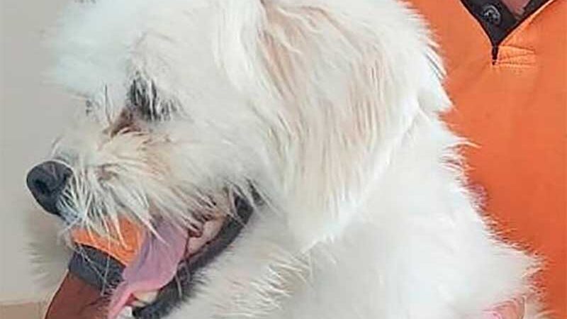 Polícia resgata cachorro após denúncias de maus-tratos em Mato Grosso