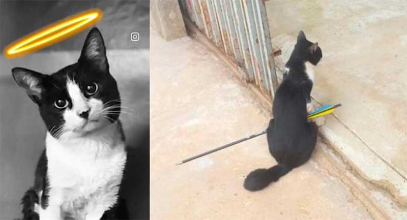 Gato Chico, resgatado com uma flecha atravessada no corpo, morre em cirurgia