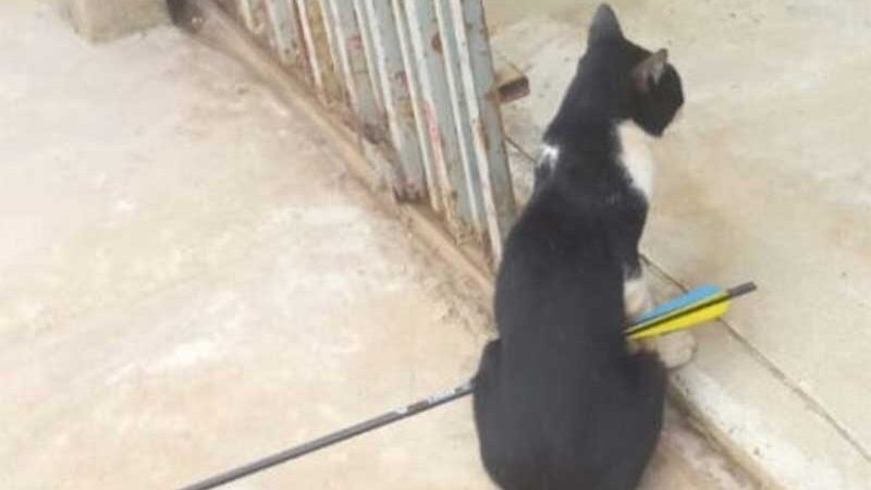 Gato é resgatado com flecha atravessada pelo corpo e passa por cirurgia em MT; vídeo