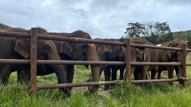 Fome, agressão e cárcere; entenda como era a vida de elefantas antes de irem para o único santuário da espécie na América Latina