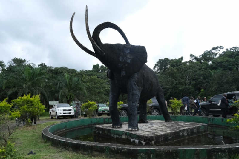 Nigéria destrói 2,5 toneladas de presas de elefante apreendidas em ação contra tráfico de animais