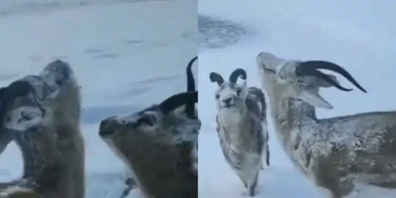 Imagens impressionantes: animais ficam congelados por causa do frio intenso na Noruega; VÍDEO
