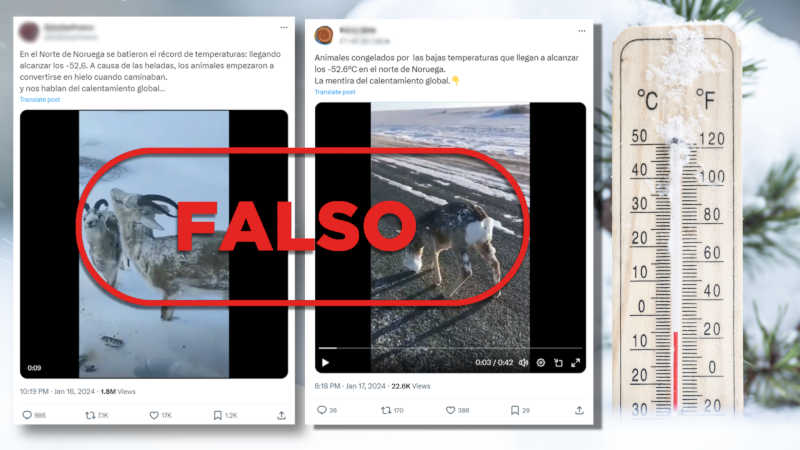 Site afirma que vídeo com “cabras congeladas instantaneamente na Noruega” é falso