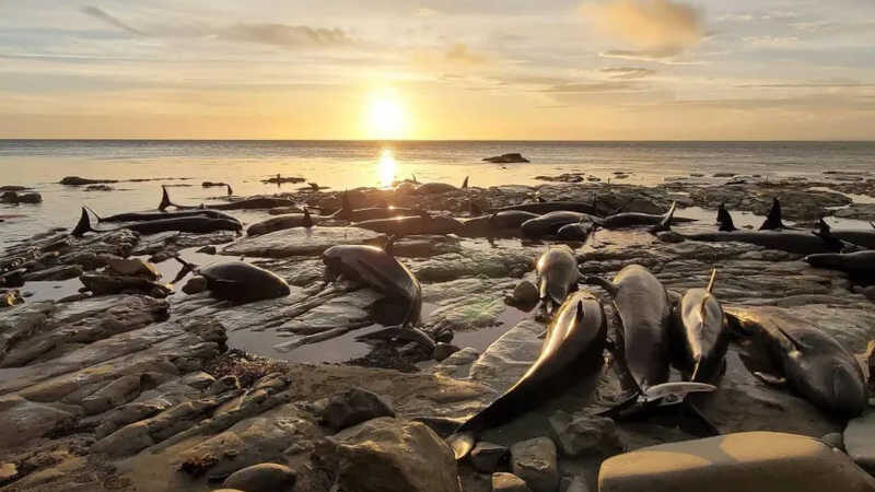 Grupo com 44 falsas-orcas e um golfinho precisou ser sacrificado após encalhar duas vezes na Nova Zelândia; vídeo