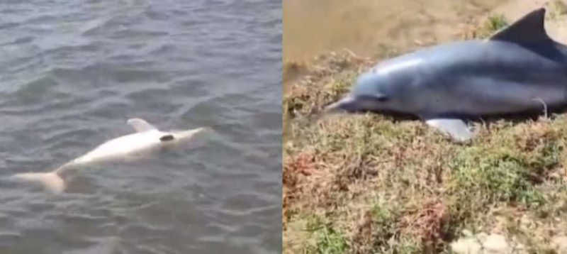 Golfinho morto é encontrado na Praia do Jacaré em Cabedelo, PB