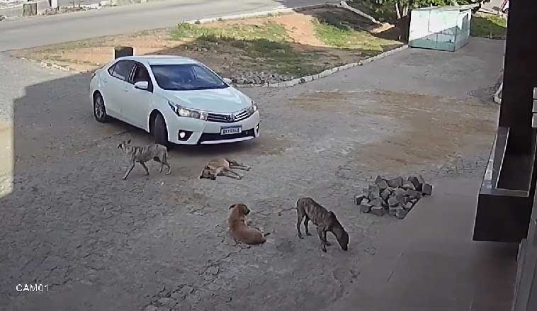 Câmera flagra motorista avançando carro em grupo de cães e atropelando um deles; vídeo