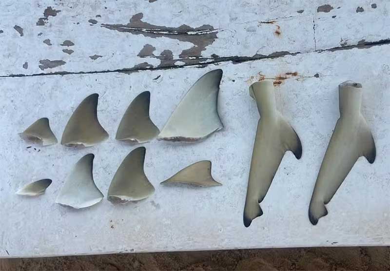 Filhotes de tubarão-limão são mortos em Noronha e ICMBio investiga crime ambiental após pesca de espécie em extinção