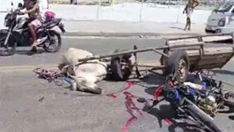 VÍDEO: cavalo morre após bater em moto na Recife, PE