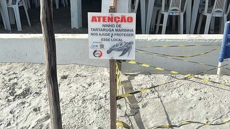 Tartaruga faz ninho próximo à barraca de praia no Piauí e ICMBIO faz alerta