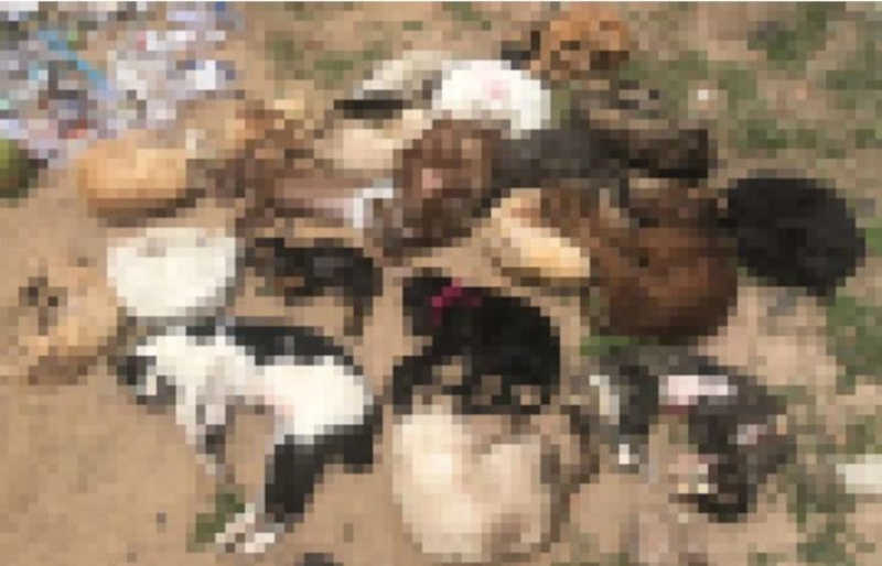 Abalados, tutores dos animais encontrados mortos em sacos de lixos fazem reconhecimento