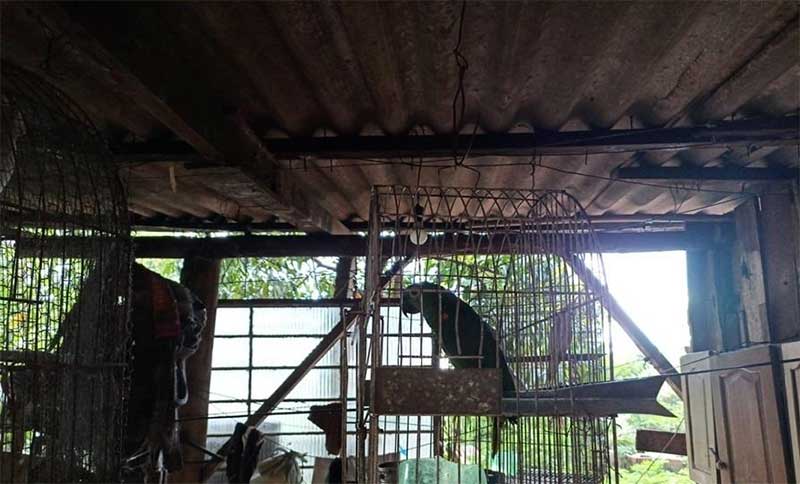Em Barbosa Ferraz (PR), aves e cães em situação de maus-tratos são resgatados pela PM e Associação Protetora