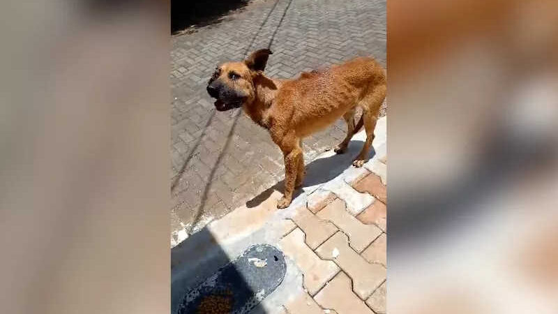 Cachorro com sinais de maus-tratos é encontrado no bairro Presidente, em Cascavel, PR