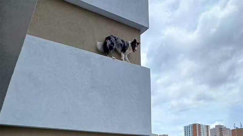 Cadela rói tela de proteção e fica presa na fachada do 5º andar de prédio, em Curitiba