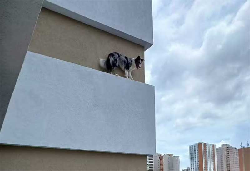 Cadela rói tela de proteção e fica presa na fachada do 5º andar de prédio, em Curitiba