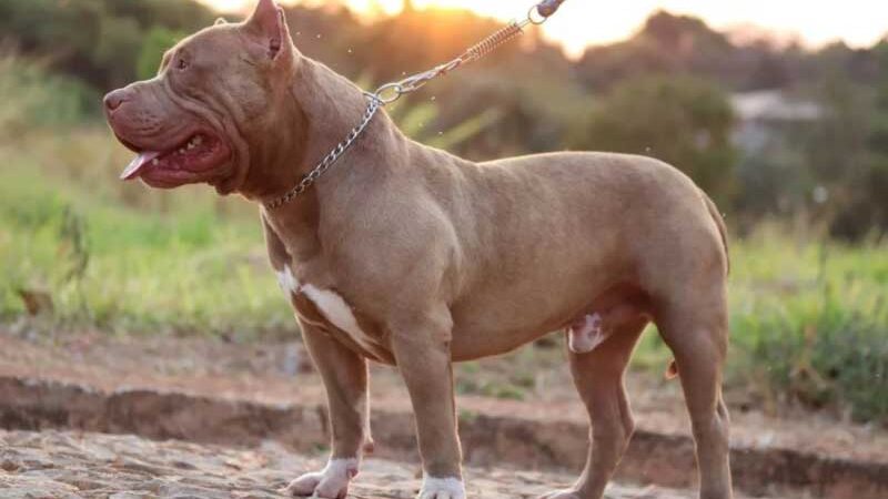 Polícia resgata 20 cachorros da raça pit monster em situação de maus-tratos em Fazenda Rio Grande, PR