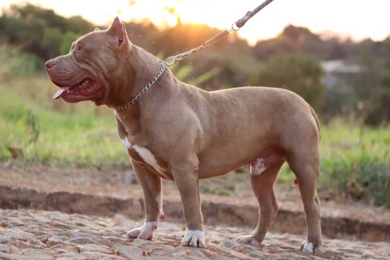 Polícia resgata 20 cachorros da raça pit monster em situação de maus-tratos em Fazenda Rio Grande, PR